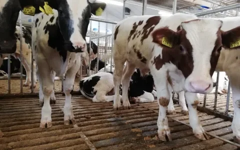 Rechtszaak tegen kalverleed: roosters zijn schadelijk, oncomfortabel en vies