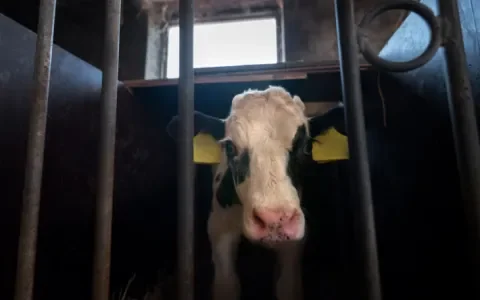 Voorlopig geen financiële steun voor de kalversector