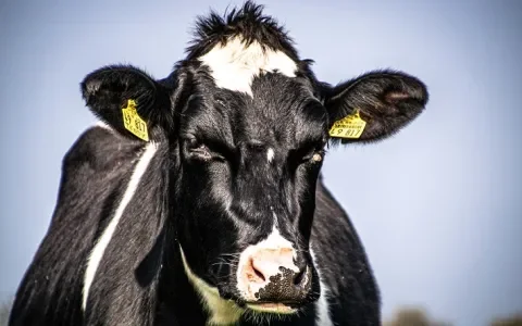 Onnatuurlijke oplossingen – en ze werken niet