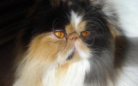 Perzische katten op kattenshow Schiedam zijn er slecht aan toe!