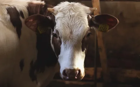 Dieren jarenlang verwaarloosd, boeren krijgen opnieuw een kans 