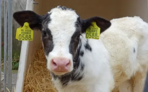 LTO-vakgroep Kalverhouderij roept kalverhouders op tot geduld