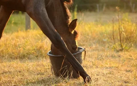 Een gelukkig paard: zo makkelijk is het