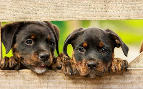 Puppy's gezocht voor de strijd tegen de illegale hondenhandel