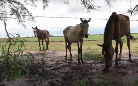 Europarlementariërs: stop import Argentijns paardenvlees