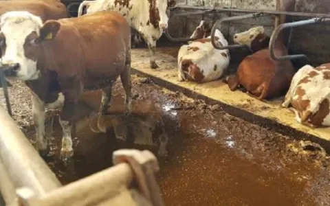 Goed nieuws: houdverbod voor dierverwaarlozers een stap dichterbij!