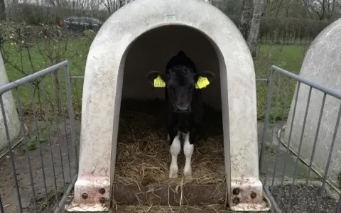 Gebrek aan moedermelk oorzaak van lage weerstand kalfjes