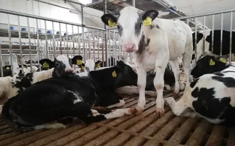 Kalfjes worden ziek van spartaanse huisvesting en streng dieet