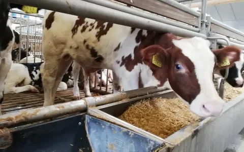 Helft van de kalfjes krijgt een pijnlijke longontsteking