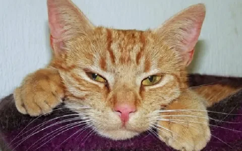 De succesvolle kattenadopties van 2020