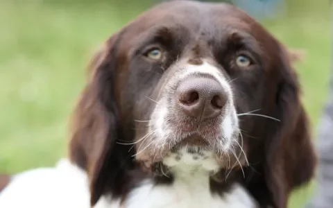 Vereniging Drentsche Patrijshond wil fokken met honden met elleboogdysplasie