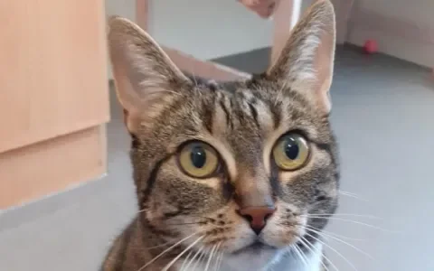 Dushi: geen gewoon schatje!