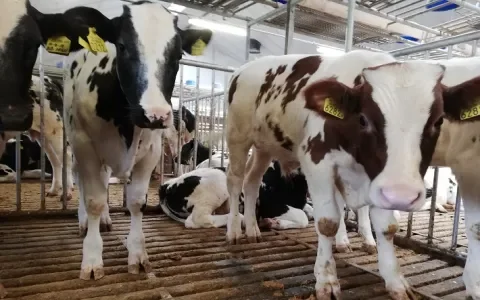 Kamervragen over antibioticagebruik in de kalfsvleesindustrie