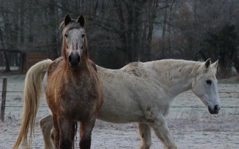 Hoefproblemen: hielcontracties bij paarden