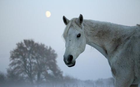 Paarden krijgen maagzweren door winters voerregime