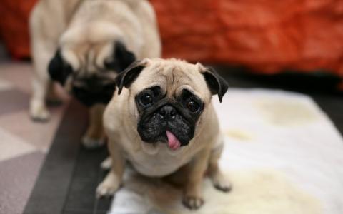 Fokkers van kortsnuitige honden krijgen vrij spel tijdens coronacrisis