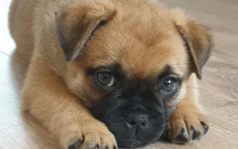 Dierenarts uit de praktijk: Zo fok je retromopsen