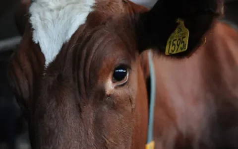 Probleemboer krijgt vijfde kans na opnieuw verwaarlozen dieren