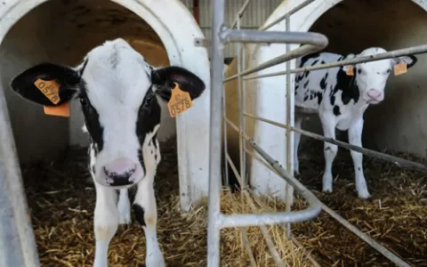 Veel animo bij kalverhouders voor opkoopregeling