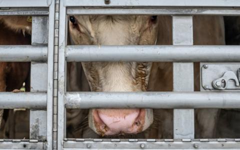 Ondanks exportverbod duizenden Nederlandse koeien naar Midden-Oosten