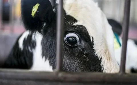Miljoenen euro’s EU-subsidie voor duurzaamheidspropaganda zuivelindustrie