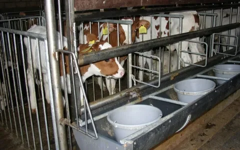 Minister beantwoordt onze brandbrief en erkent noodzaak hervorming kalversector