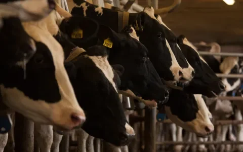 Zuivelindustrie behoort tot grootste milieuvervuilers van Nederland