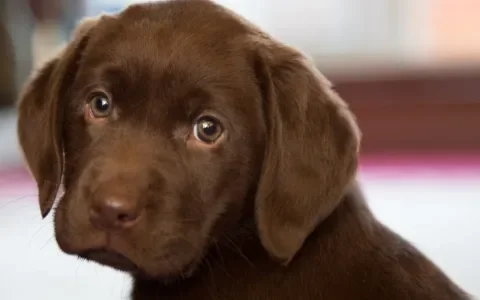 Honden met ernstige, erfelijke elleboogdysplasie krijgen gewoon een stamboom