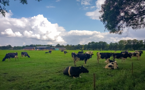 Honderden miljoenen aan inkomenssteun naar Nederlandse melk-miljonairs