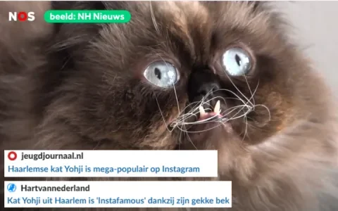 Instakat Yohji: wel populair, niet gezond