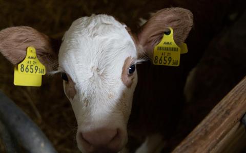 Verenigd Koninkrijk wil export levende dieren verbieden