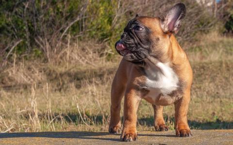 Succes rechtszaak Dier&Recht: NVWA moet fokkers Franse bulldogs inspecteren