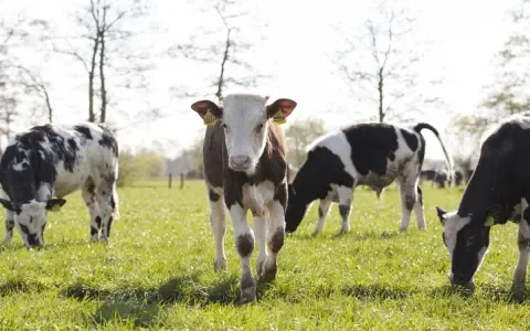 Fundamentele verandering kalverhouderij stap dichterbij