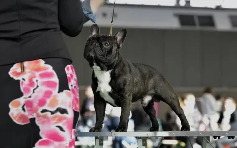 Op shows speelt de gezondheid van honden geen rol