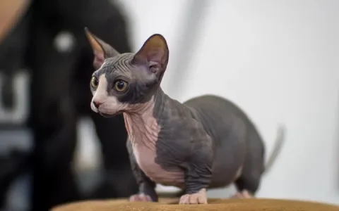 Nóg een fokker gestopt met fokken van bambino sphynxen