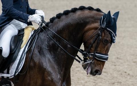 Paarden naar Tokyo voor Olympische Spelen, hoe dieronvriendelijk is dat?