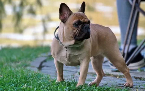Fokker Franse bulldogs berispt vanwege kunstmatige inseminatie