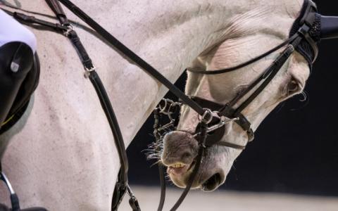 Paarden in de problemen tijdens de Olympische Spelen