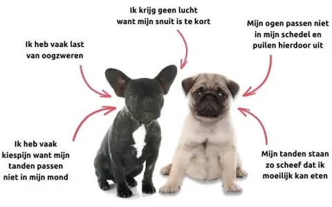 Koop geen kortsnuitige hond!