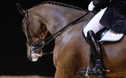 Paarden in de paardensport nog steeds tot bloedens toe mishandeld