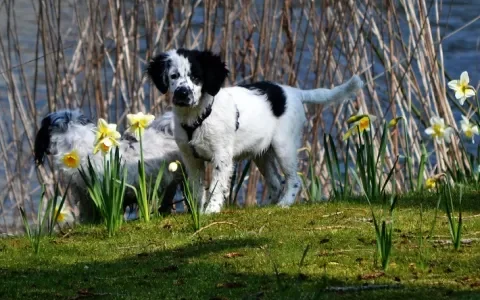 Friese stabijpups worden gefokt met elleboogdysplasie