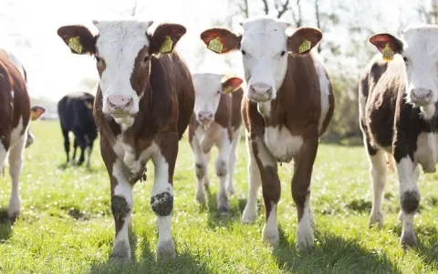 Dier&Recht praat mee over hervorming kalversector