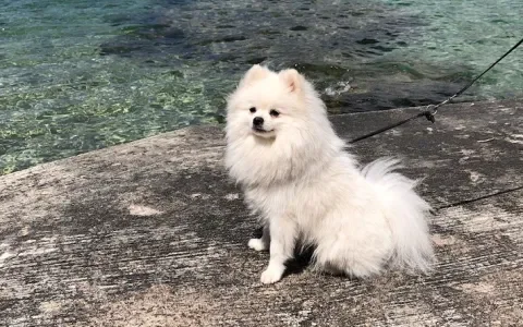 Mylo, de liefste dwergkees met een verschrikkelijke aandoening