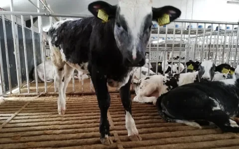 Strijd tegen ongeschikte kalvervloeren gaat door