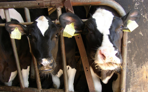 Opnieuw EU-miljardensubsidies naar intensieve veehouderij