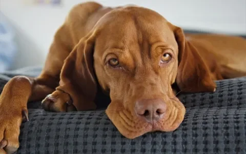 Vizsla-vereniging deelt meldpunt epilepsie met leden