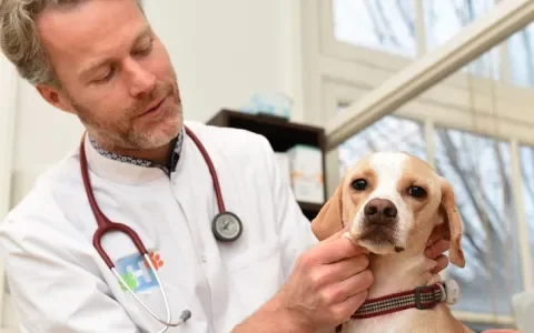 Dierenartsen steunen het epilepsie-meldpunt