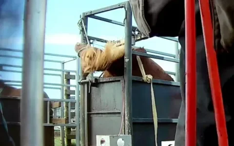 Dít is waarom het zo belangrijk is dat jij de brandbrief voor de IJslandse bloedpaarden tekent