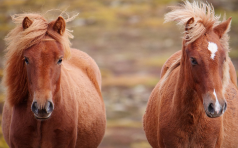 Meer dan 20.000 handtekeningen voor de IJslandse bloedpaarden