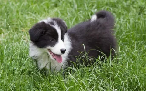 Mijn hond heeft een epileptische aanval: wat nu?